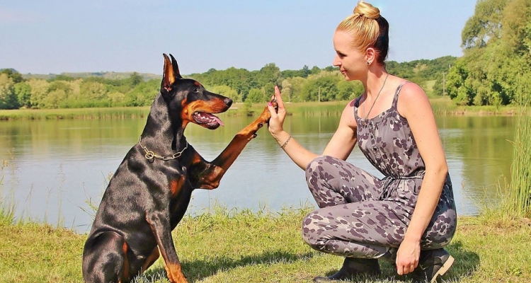 Estas son las 10 razas de perros más inteligentes