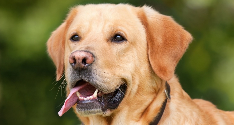 Estas son las 10 razas de perros más inteligentes