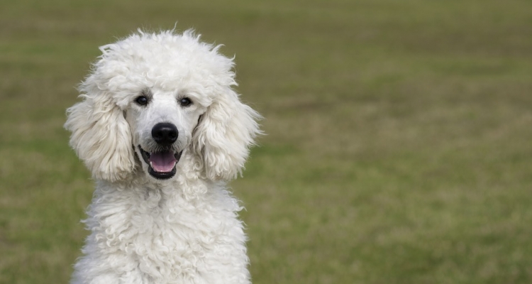 Estas son las 10 razas de perros más inteligentes