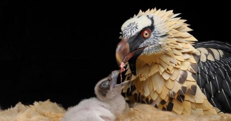 Una pareja reproductora de quebrantahuesos se afianza en el Moncayo