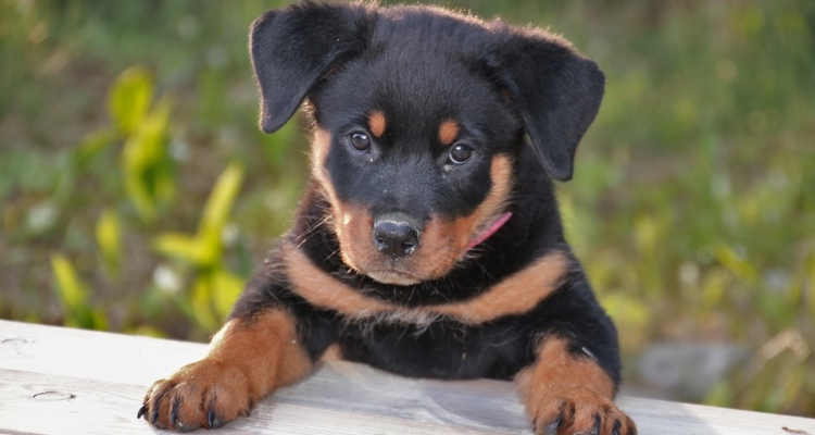 Estas son las 10 razas de perros más inteligentes