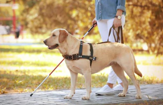 Características de los perros guía