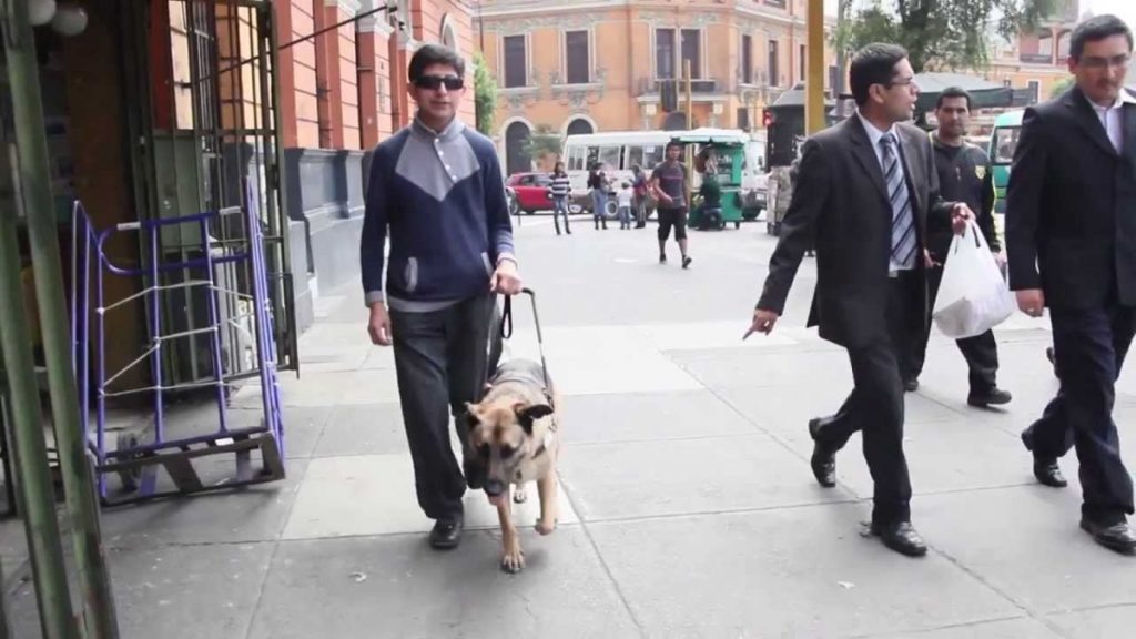 ¿Cómo se entrenan a los perros guías?