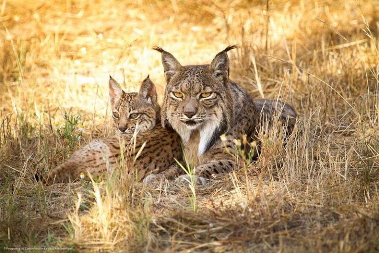 La población de linces ibéricos supera el millar de ejemplares, mejor balance en dos décadas La población de linces ibéricos supera el millar de ejemplares, mejor balance en dos décadas