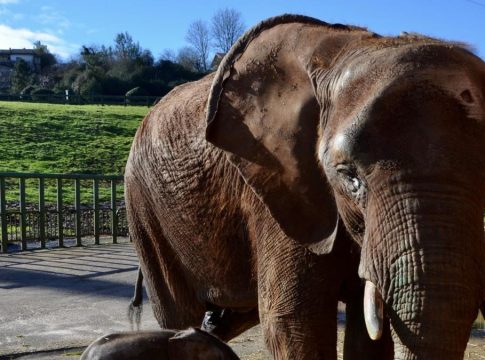 Cabárcenos elefanta