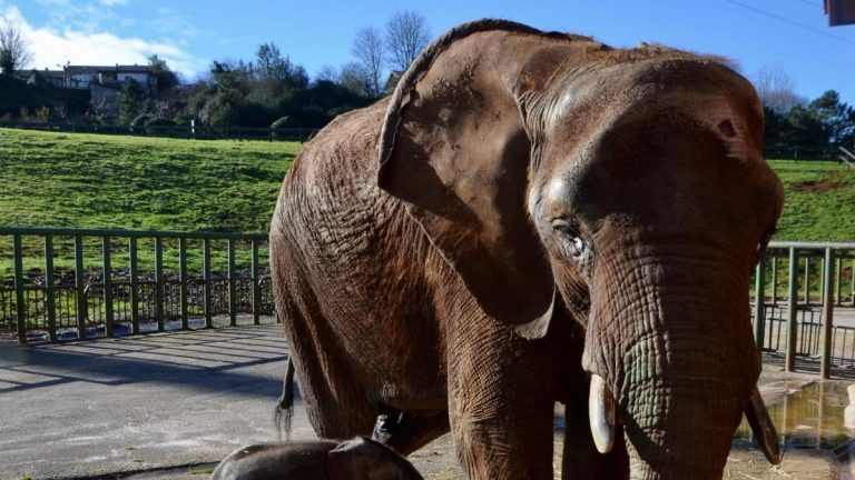 Cabárcenos analiza el informe que propone sanción por la muerte del trabajador golpeado por una elefanta