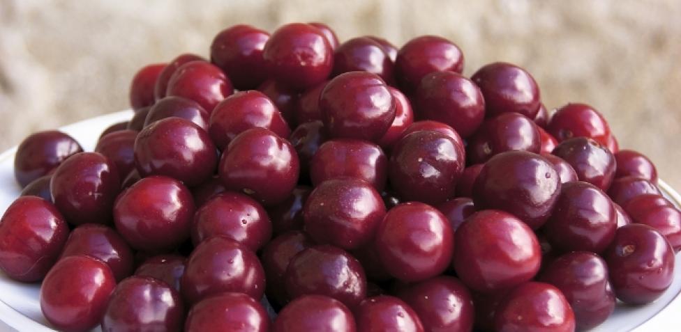 ¿Qué son las cerezas?
