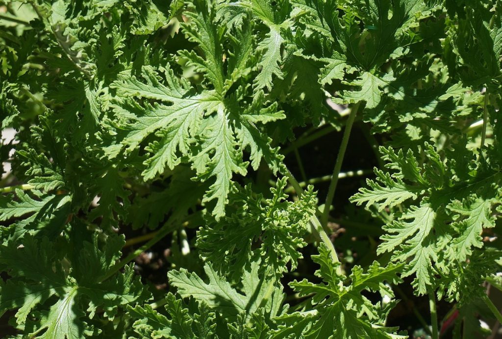 Citronela para que los mosquitos no se te acerquen