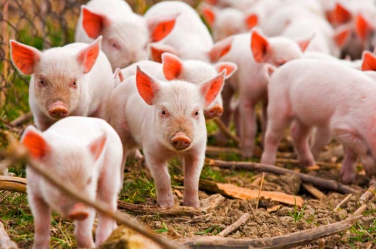 El sector del porcino solo produce el 2% de las emisiones contaminantes en España