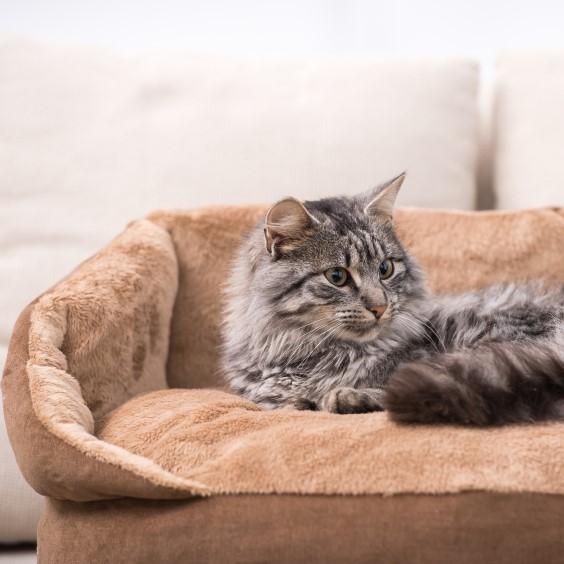 Este es el motivo por el que tu gato te usa de colchón