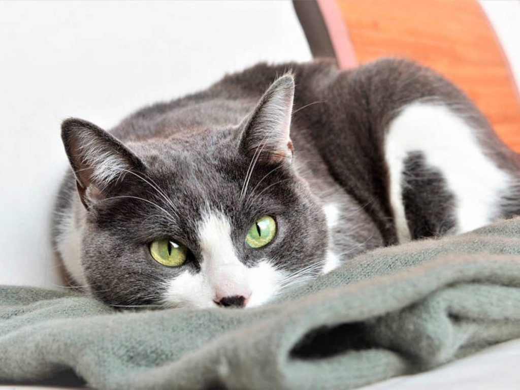 Somos su colchón preferido