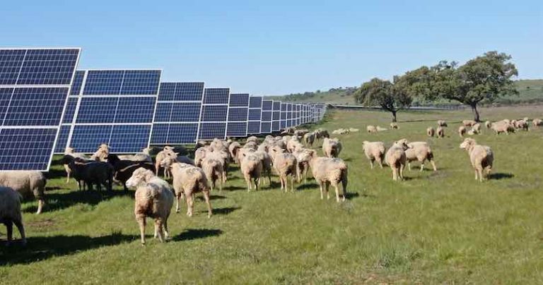 Iberdrola busca combinar agricultura y ganadería en las plantas fotovoltaicas