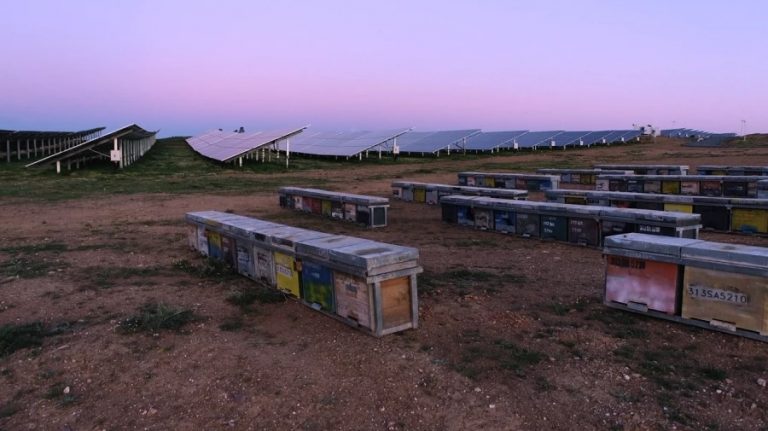 Iberdrola recoge la producción de miel solar del colmenar fotovoltaico más grande del mundo
