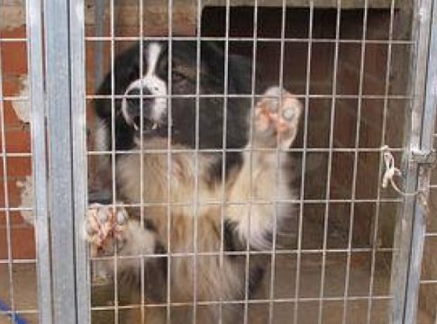 Investigado un varón en Cuenca por tener a ocho perros descuidados