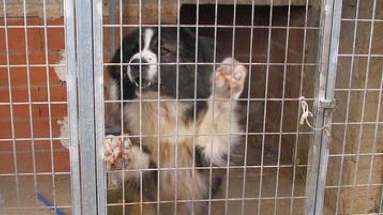 Condenada una peluquería canina de Badajoz por perder a un perro