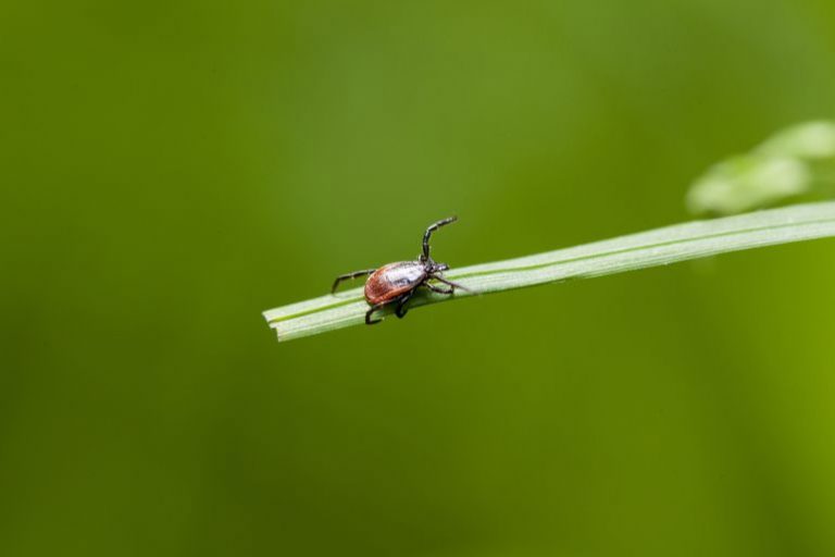 La Asociación de Lyme Crónico de España denuncia el infradiagnóstico