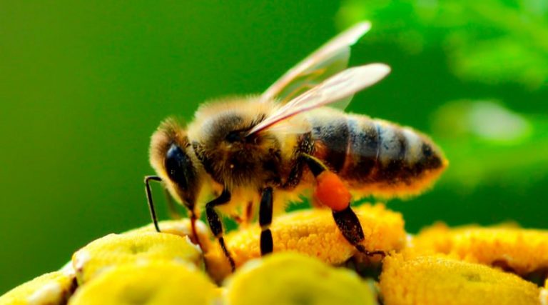 Las especies de abejas con cerebros más grandes tienen mayor capacidad de aprendizaje