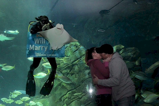 Las proposiciones de matrimonio más locas y absurdas