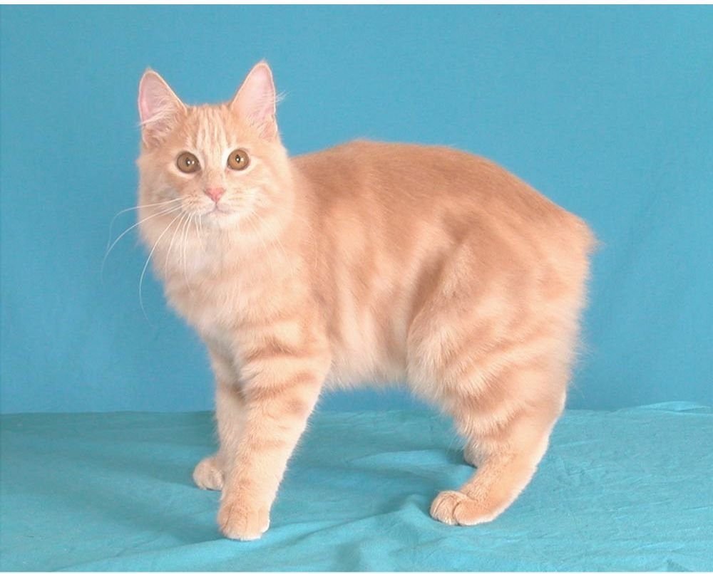 Las razas de gatos más raras del mundo