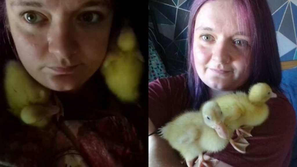 TikTok: patos nacidos de huevos de supermercado y otros virales insólitos 21 Patos en los huevos de supermercados