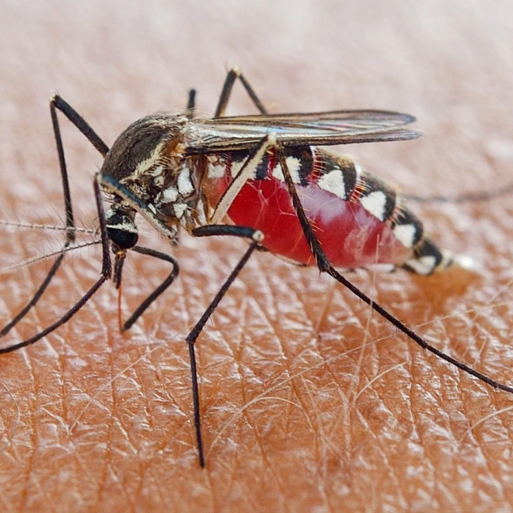 Los mosquitos hembras