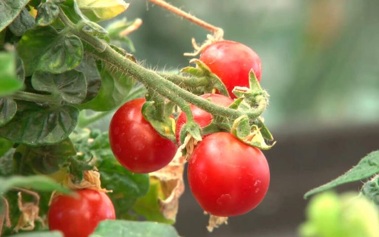 Descubren un nuevo mecanismo para controlar la maduración del tomate