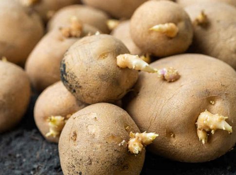 Trucos para que las patatas te duren más tiempo 1 Trucos para que las patatas te duren más tiempo