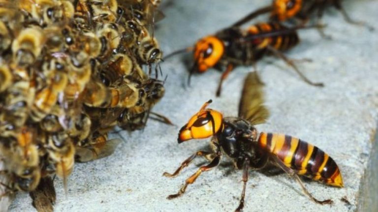 Un estudio relaciona la aparición de la avispa asiática con la disminución de abejas