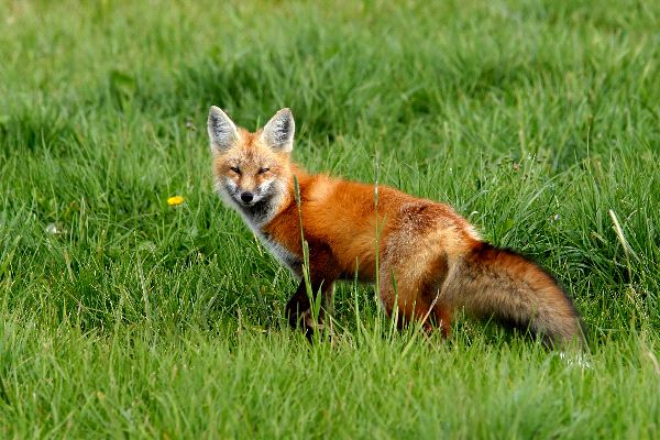 Qué animal eres según la fecha en la que naciste
