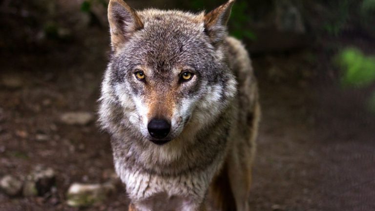 El Gobierno aplaza hasta final de año prohibir la caza del lobo en toda España