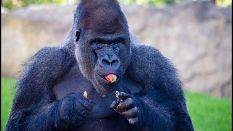 El Corte Inglés entregará al Parque de Cabárceno las mermas vegetales para alimento de los animales