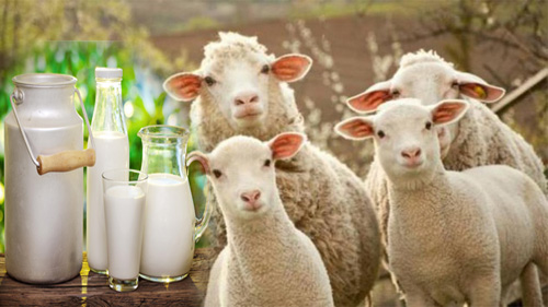 Ventajas del consumo de la Leche de oveja