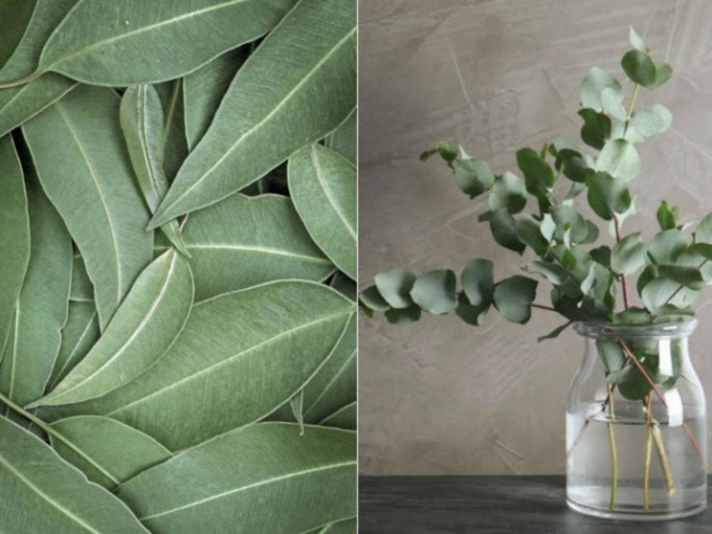 El eucalipto, uno de los repelentes naturales para cargarte a los mosquitos