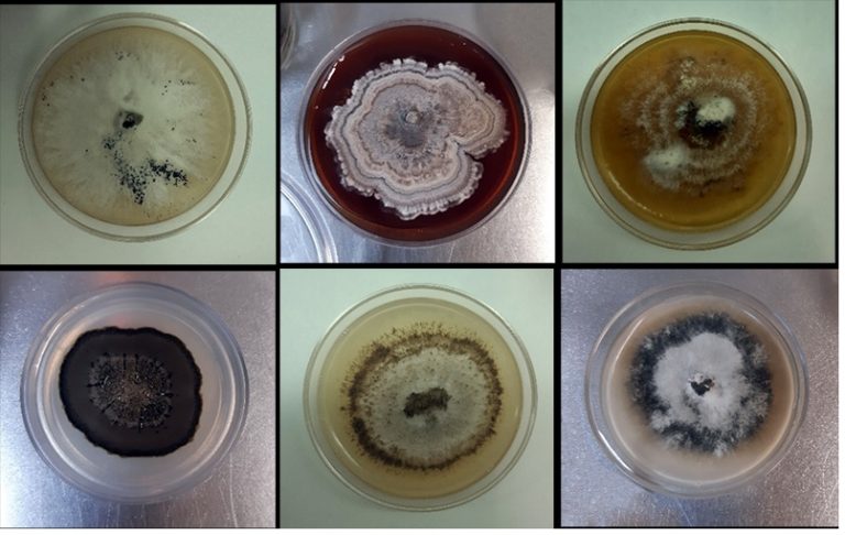 Investigación revela que hongos de las berzas tienen un efecto positivo en su cultivo