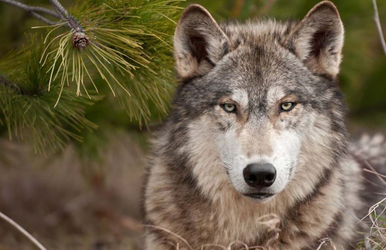 La caza del lobo quedará prohibida en toda España antes del 25 de septiembre