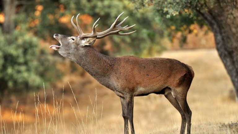 Ecologistas Extremadura, satisfechos tras 16 meses sin monterías ni suelta de rehalas