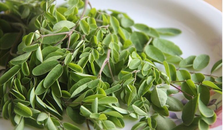 Moringa, el superalimento que no debe faltar en ningún hogar