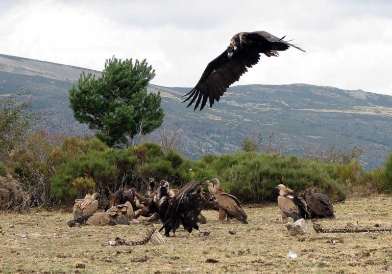 Coto a los escaladores en la Pedriza por las nidadas de águilas y buitres