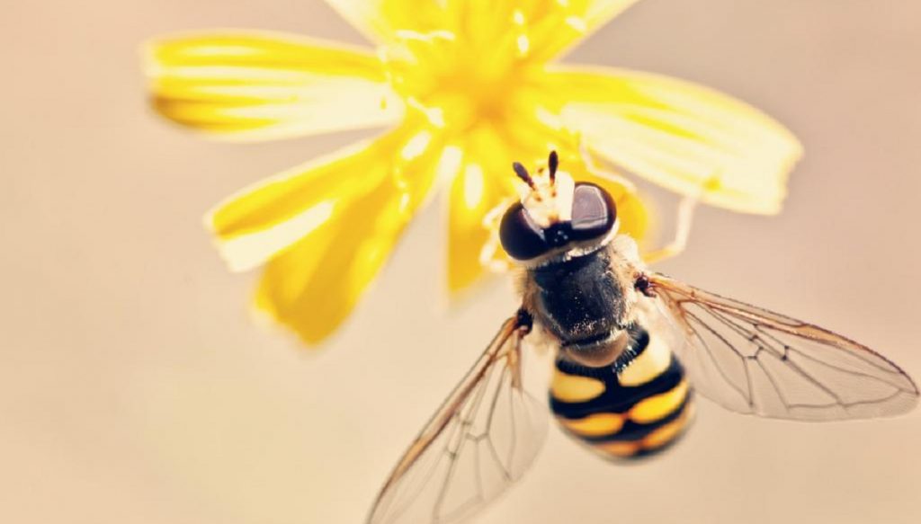 Cómo deshacerte de las avispas con una cerveza 