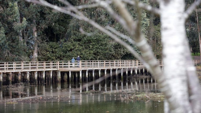 Localizan en el río Tomeza una planta descubierta en el mismo entorno en 1755