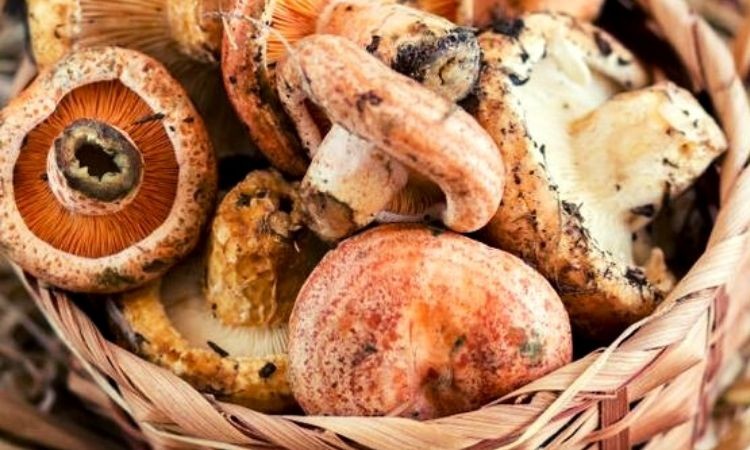 Información nutricional de las setas