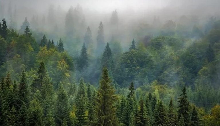 Técnica Forestal estará presente en Asturforesta 21