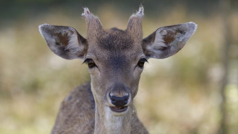 Los veterinarios reclaman mayor participación en la gestión de los espacios naturales