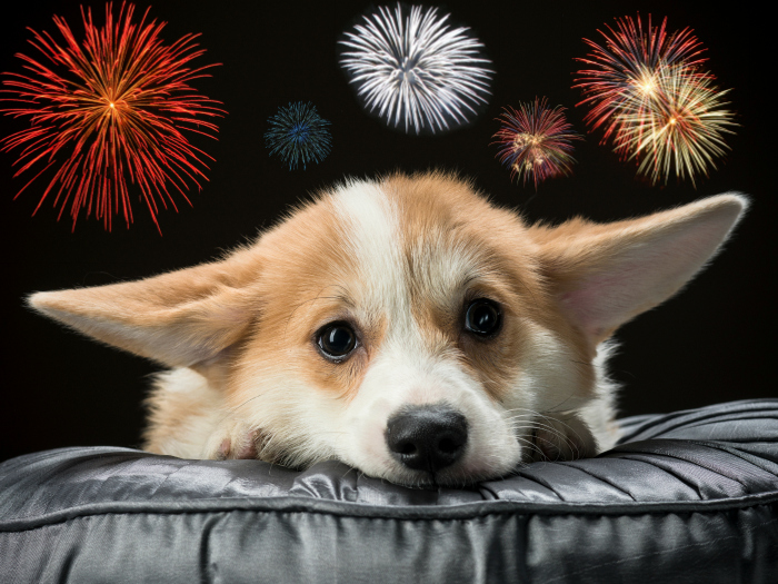 Cómo hacer que tu perro no tenga miedo a los cohetes 2 Alistando el terreno