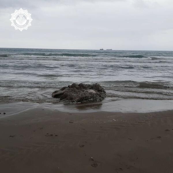 Aparece el cadáver de un calamar gigante en la playa del Gurugú (Castellón)