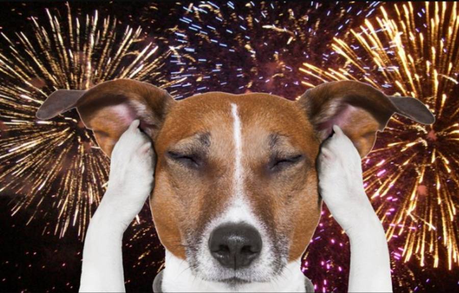 Cómo hacer que tu perro no tenga miedo a los cohetes 3 Adiós al estrés del perro por los cohetes