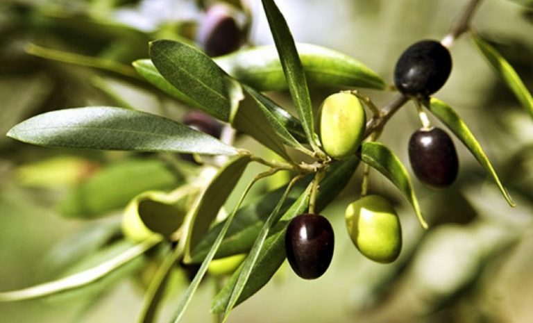 Cooperativas pide a Maroto que priorice a la aceituna negra en las negociaciones con EEUU