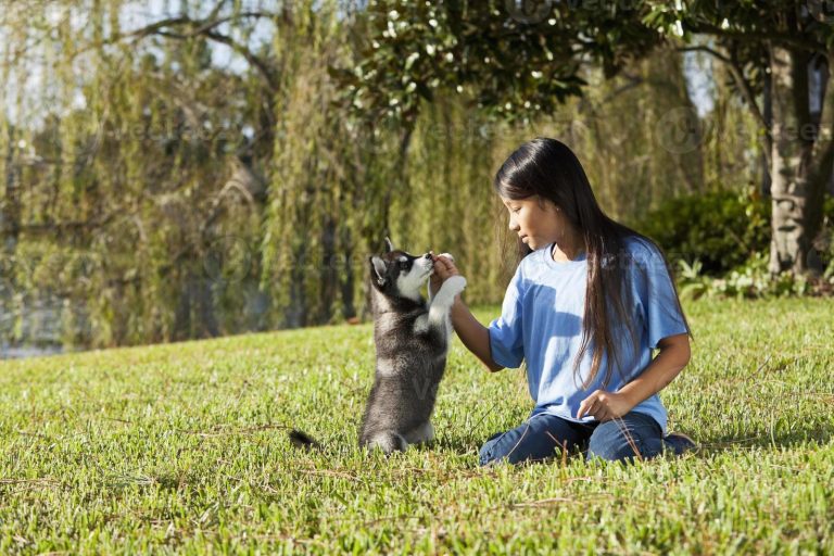 Cómo adiestrar a un cachorro
