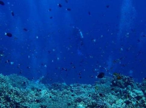 Ecologistas. Las amenazas que sufren los océanos siguen sin solución