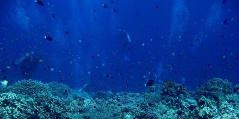 Ecologistas: Las amenazas que sufren los océanos siguen sin solución